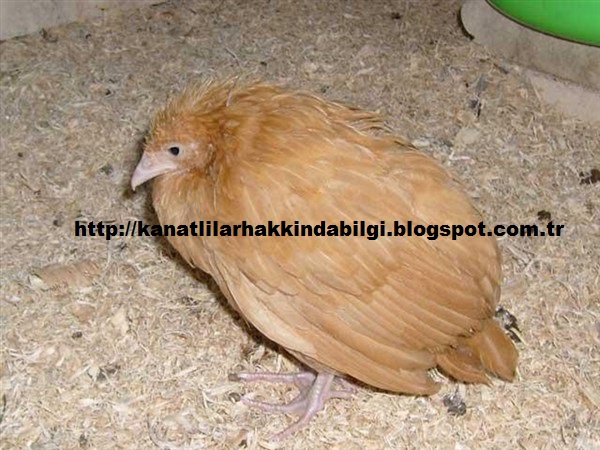 tavuklarda koksidiyoz kanli ishal ve