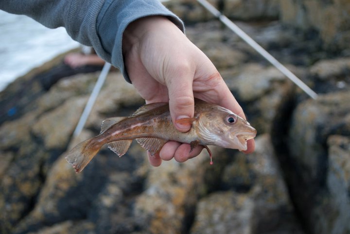 North Wales Fish Hunting: February 2012
