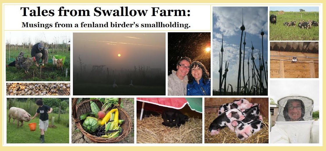 Tales from Swallow Farm