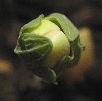 Sanguinaria canadensis bud