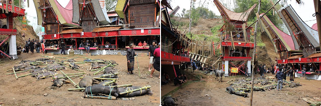 Indonesia en 23 días, Nov-Dic 2012 - Blogs de Indonesia - Día 11 - 27 Nov. Rantepao "Tana Toraja" (Funeral Toraja y Kete Kesu) (3)