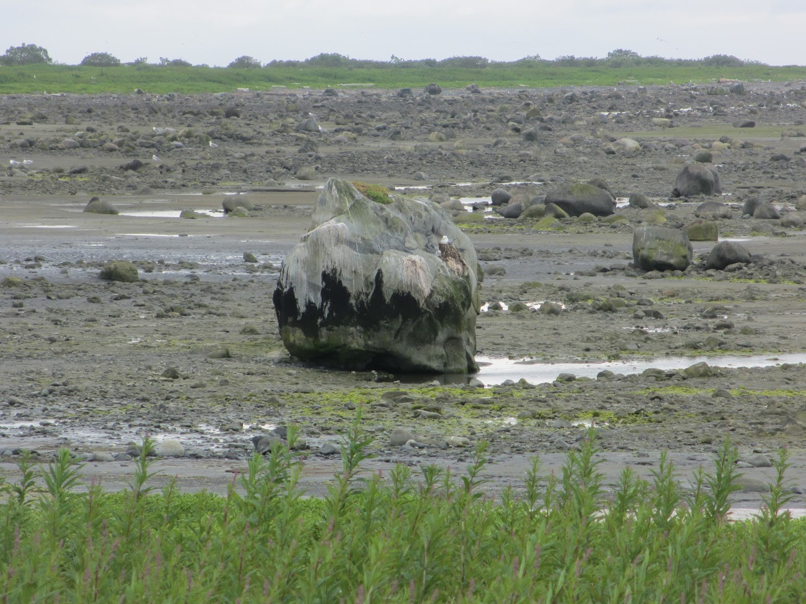 Middleton Island, Gulf of Alaska