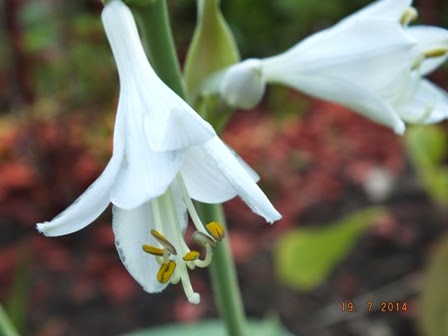 Valkoinen kukka