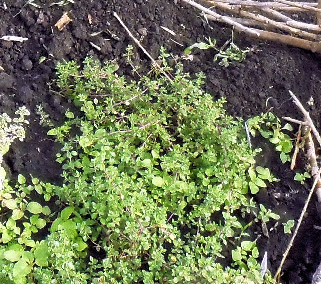 Backyard Patch Herbal Blog Herb of the Week Thyme, English, German