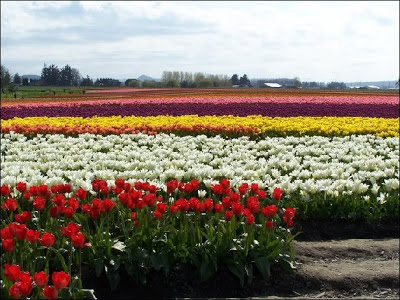 Tulip Flowers 5