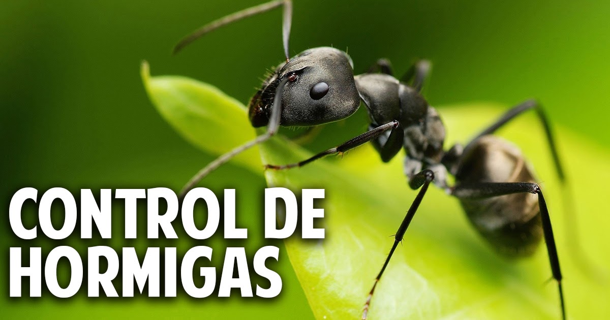 6 consejos para eliminar las hormigas