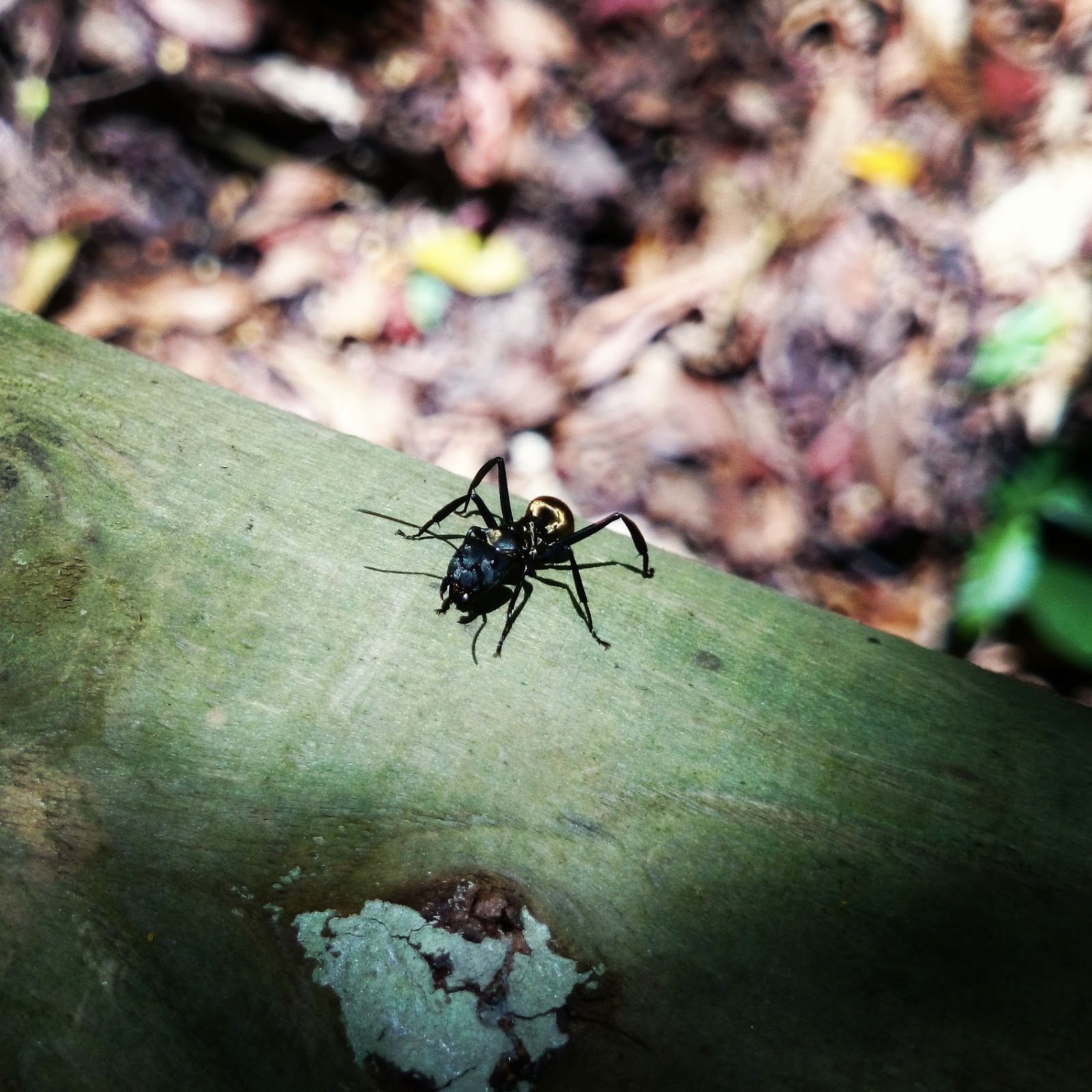 Um Die Welt 2008 Der Nationalpark Manuel Antonio Und Der
