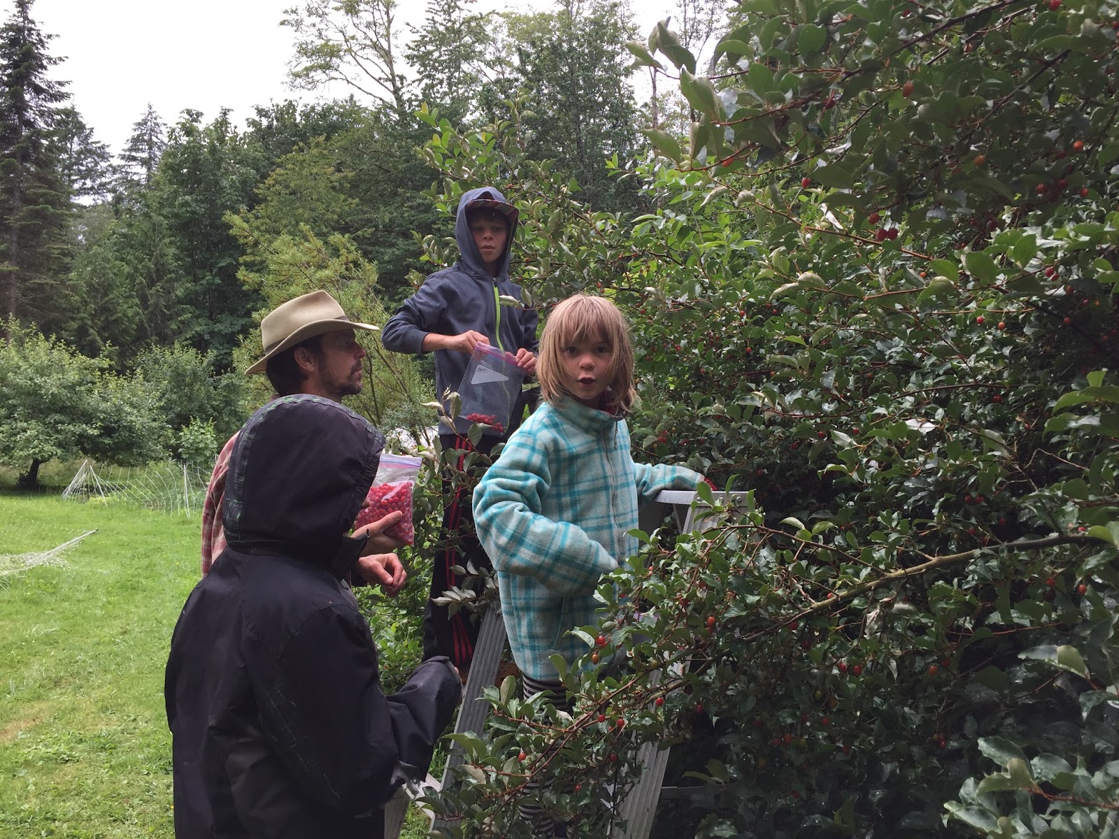 Marblemount Homestead: Wild berries and one berry bush you should plant