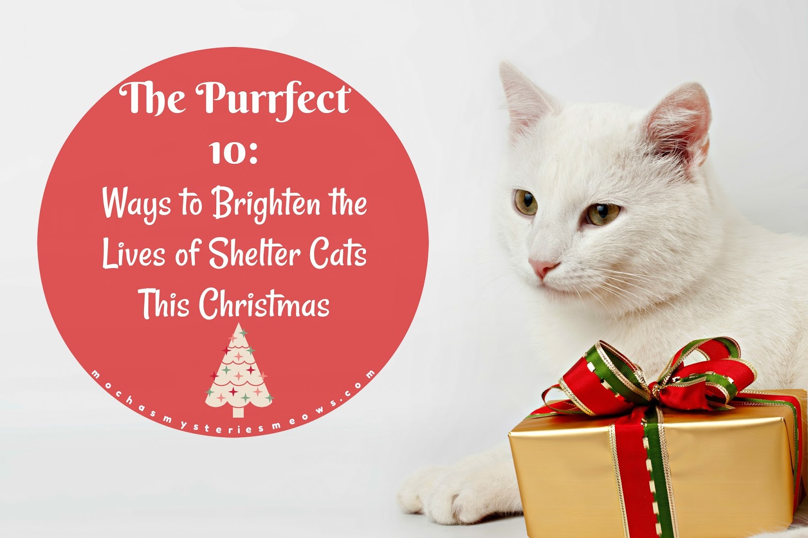 Melissa S Mochas Mysteries And Meows The Purrfect 10 Ways To Brighten The Lives Of Shelter Cats This Christmas