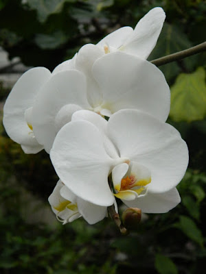 Moth Orchid Phalaenopsis hybrid at Toronto's Allan Gardens Conservatory 2016 Spring Flower Show by Paul Jung Gardening Services