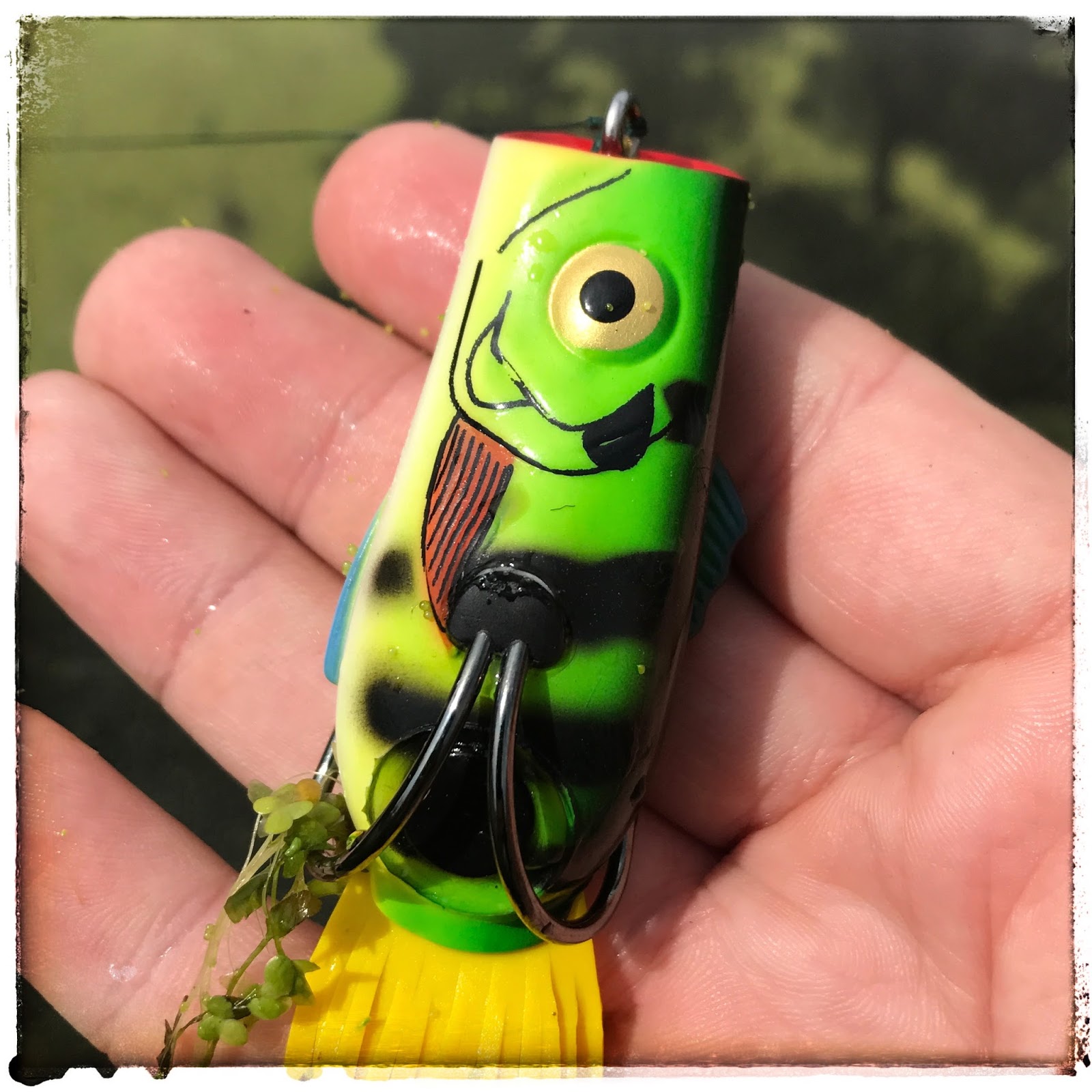 Bass Junkies Frog Pond Strike King KVD Popping Perch Review