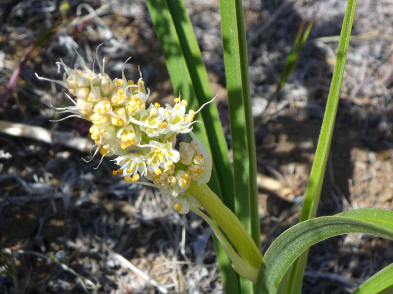 Latintos Synonyms for sand corn, the common name of a Latintos Synonyms for sand corn, the common name of a