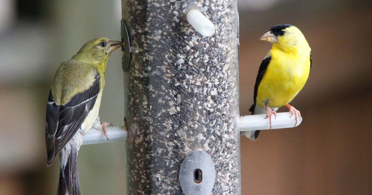 Nesting Goldfinches | Nature Notes Blog