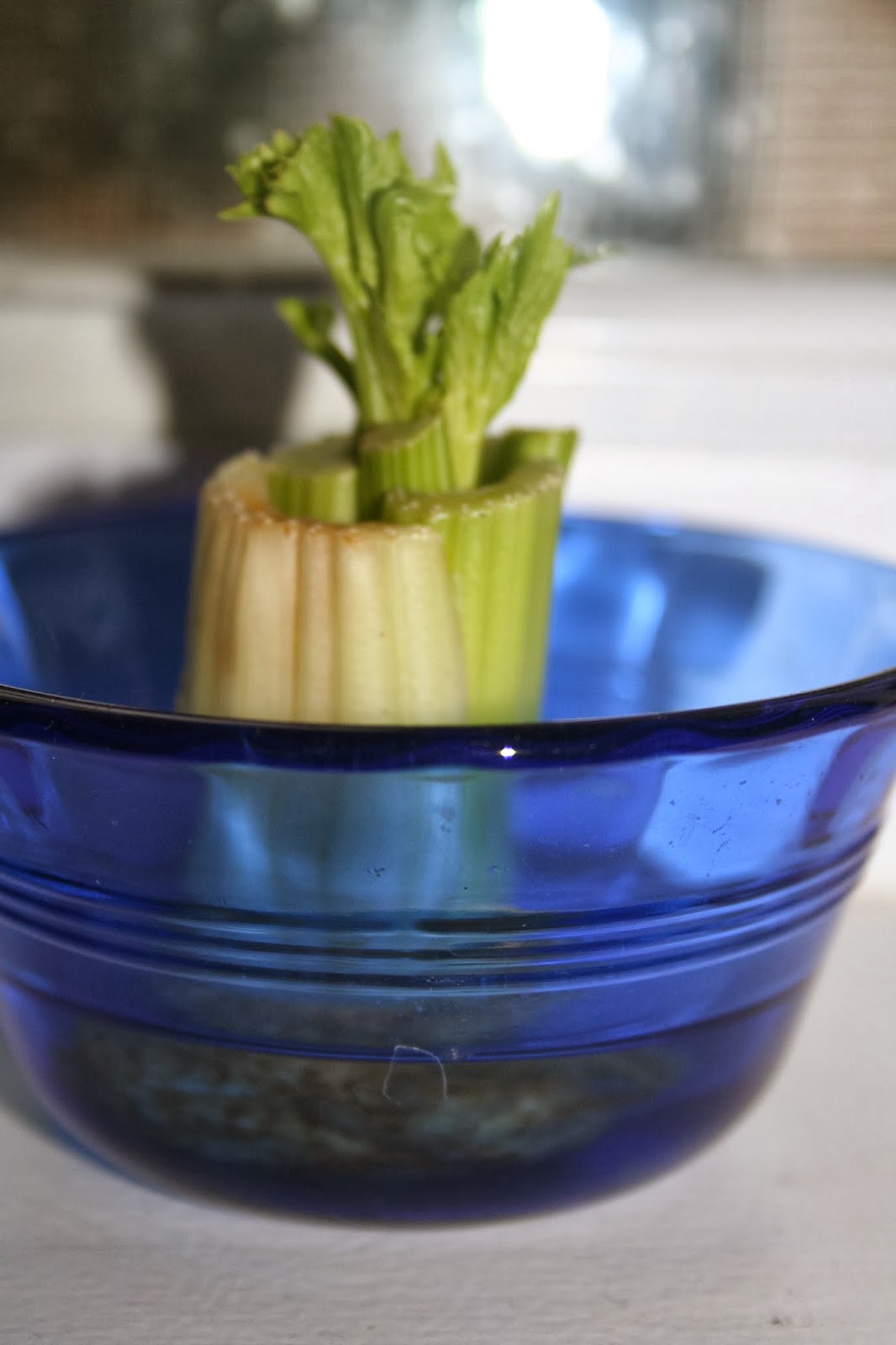 NOVA Frugal Family Thrifty Thursday What to Do with Wilted Celery and