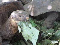 Tortoise Munching on Greenery at La Galapaguera, San Cristobal, Galapagos