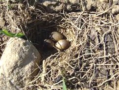 Mengetahui Lebih Dekat Tempat Sarang Burung Apung Di Alam Liar