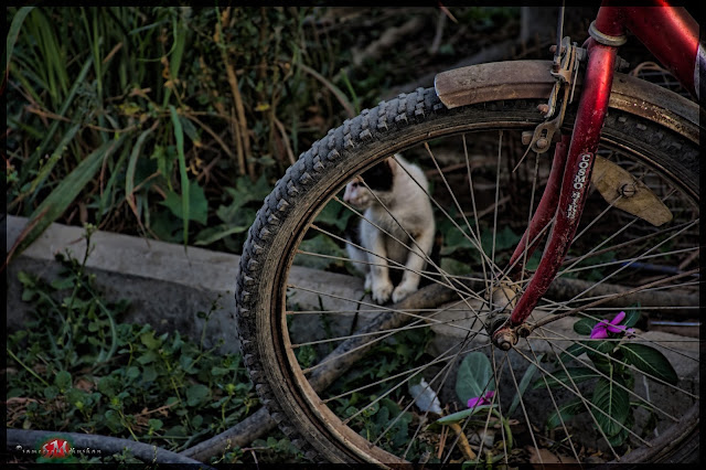 DSC_0105cnv.jpg