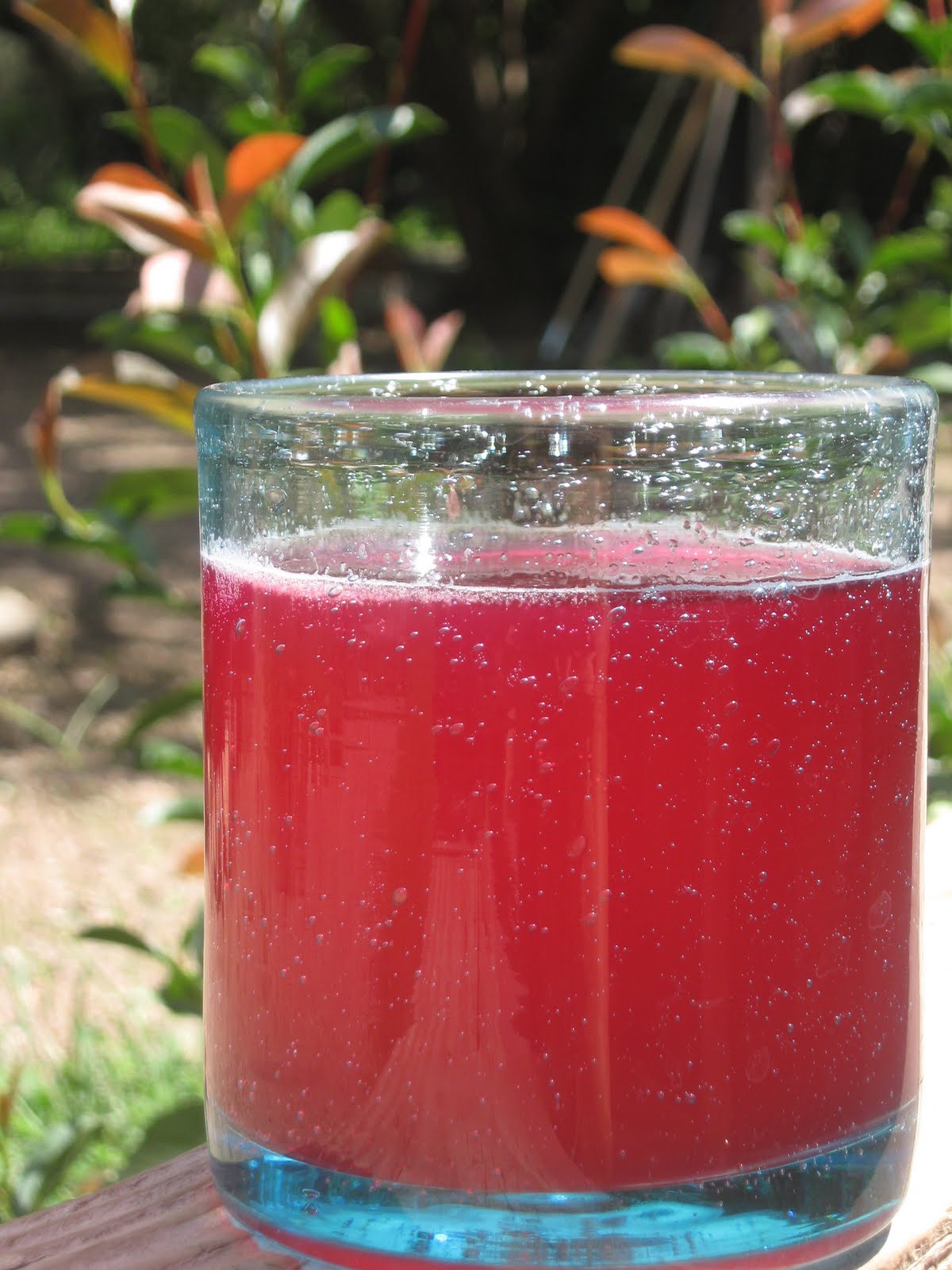 Our Little Sprouts Prickly Pear Kombucha!