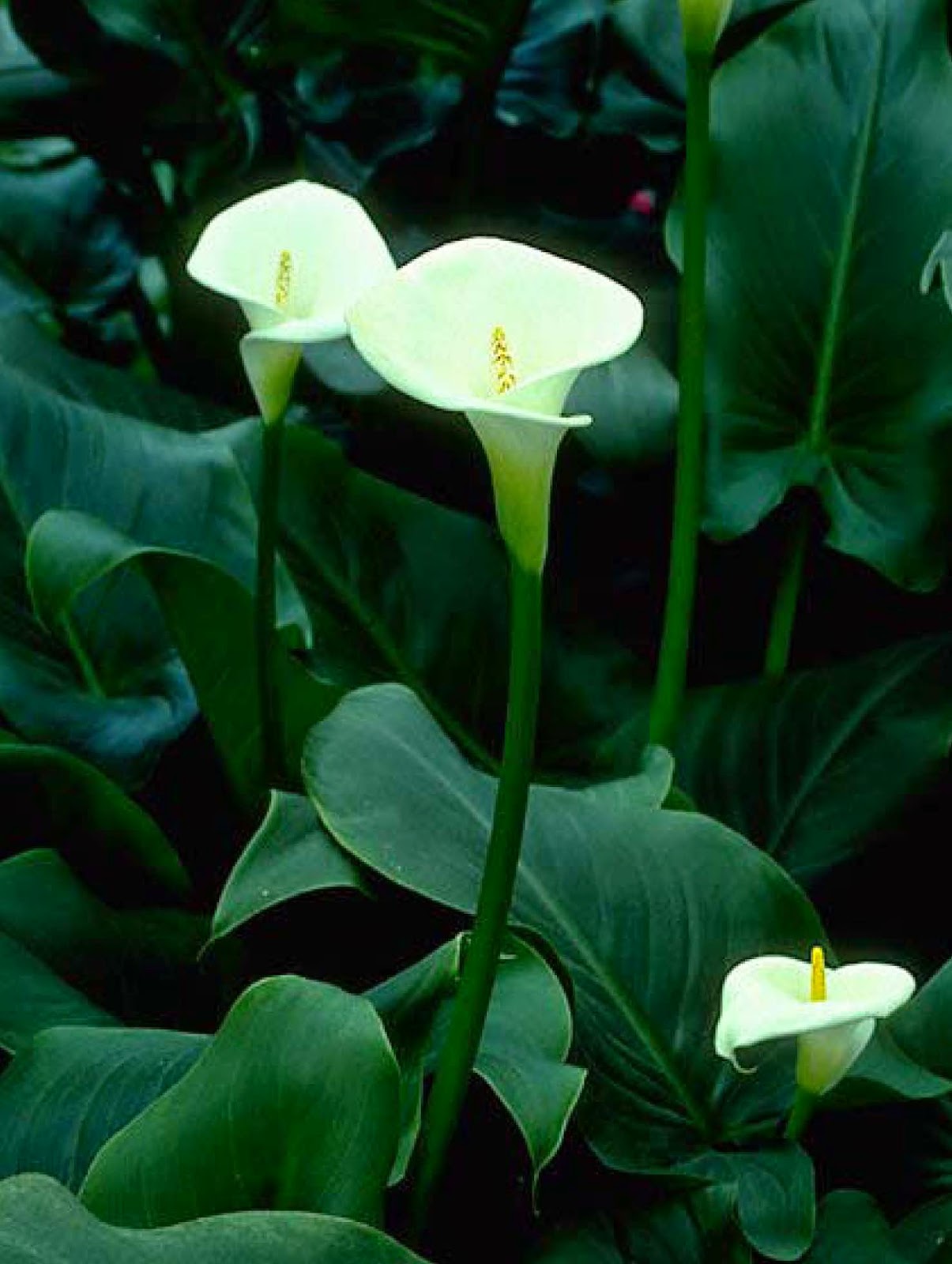 Beechwood Landscape Architecture and Construction: White Calla Lily ...