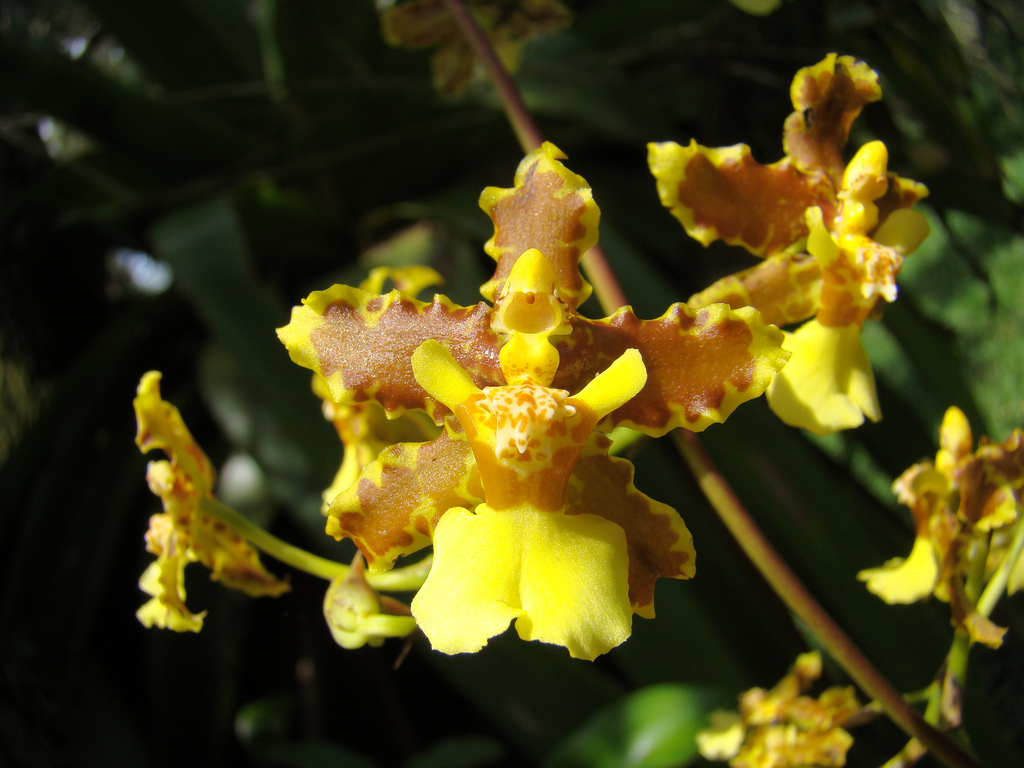 Grow and care Oncidium orchid Dancing Lady orchid Golden Shower