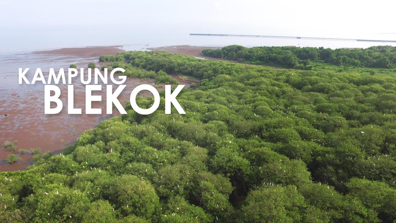 Info Wisata Situbondo Wisata Kampung Blekok