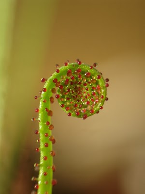 10 Tumbuhan karnivora ~ Blopedia