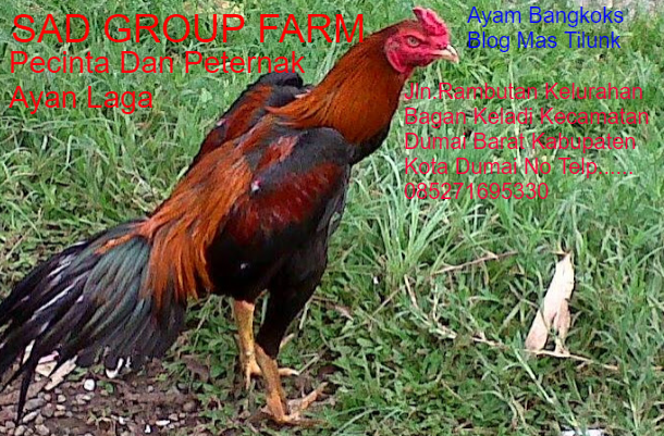 100 Gambar Ayam Aduan Super HD 100 Gambar Ayam Aduan Super HD