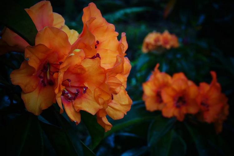Rhododendron brookeanum en Rhododendron Garden (Emu Valley) Rhododendron brookeanum en Rhododendron Garden (Emu Valley) Tasmania, Australia