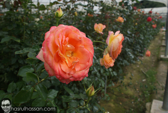 Gambar bunga cantik Cameron Highlands Gambar bunga cantik Cameron Highlands