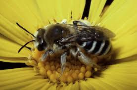 Bee feeding on a yellow flower