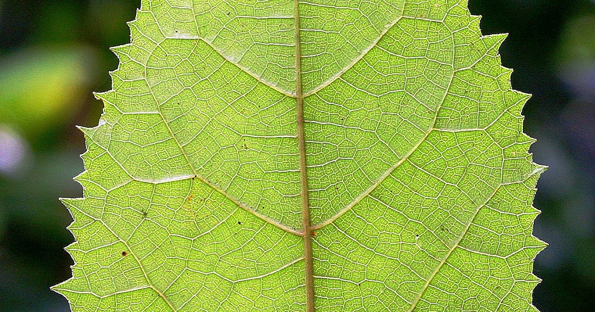 Midrib The Primary Or Central Vein Of A Leaf That Runs From Base To 