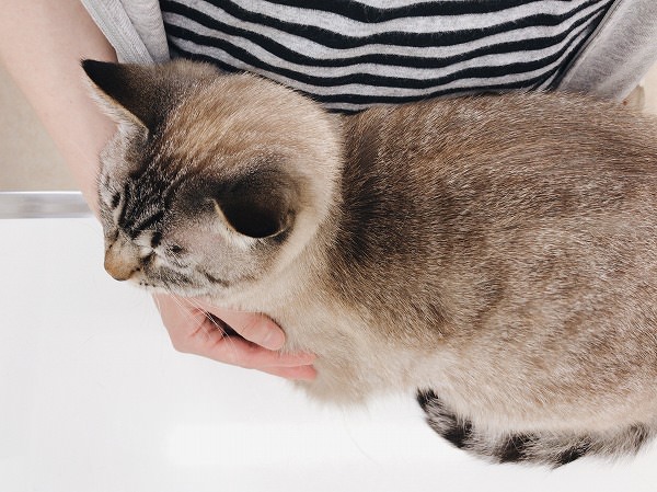 診察台の上で縮こまっているシャムトラ猫
