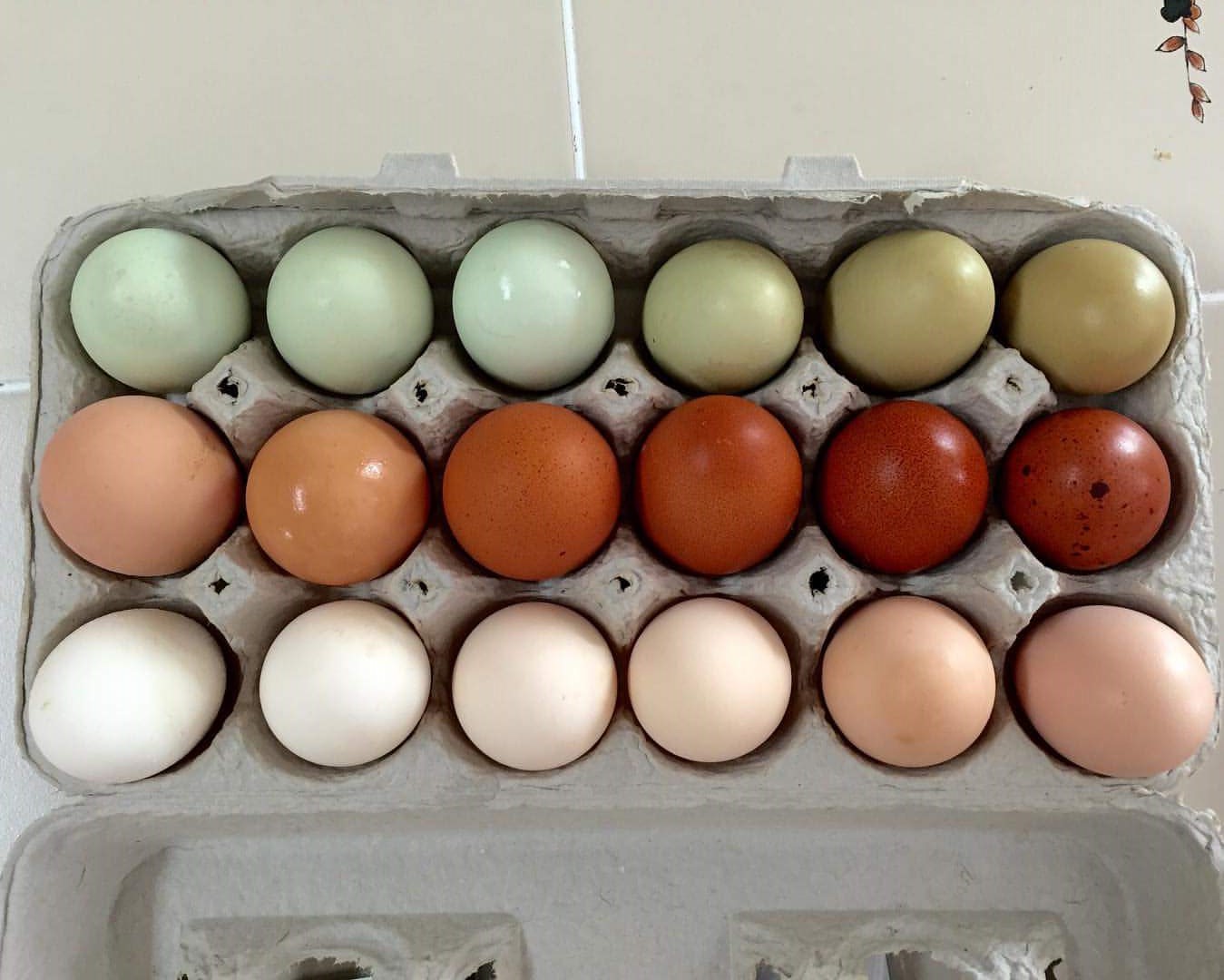 Яйца окрас. Яйца кур Амераукана. Цветные яйца куриные. Куриные яйца разного цвета. Разноцветные яйца.