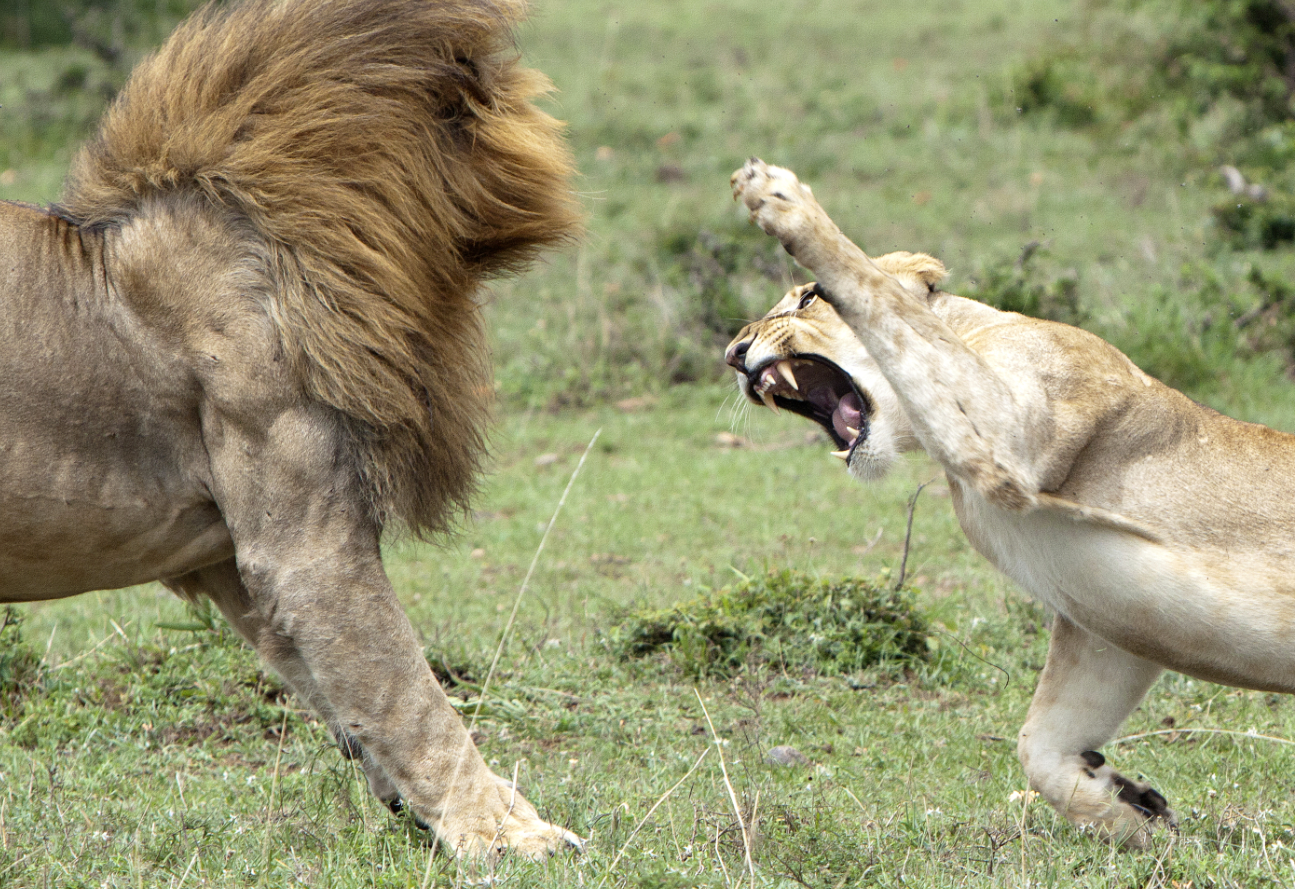 Susan's Disney Family: Big Cat Week Premieres Friday, Nov. 27, 9/8c on ...