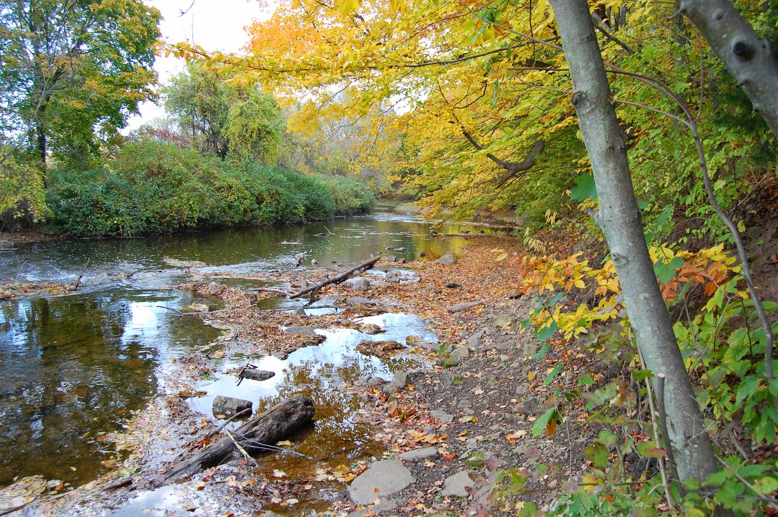 Notes on the Lake Upstream Salmon Creek in center of village of Hilton NY