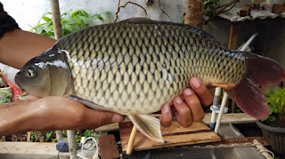 Resep Pembuatan Umpan Untuk Ikan Mas Galatama Resep Pembuatan Umpan Untuk Ikan Mas Galatama