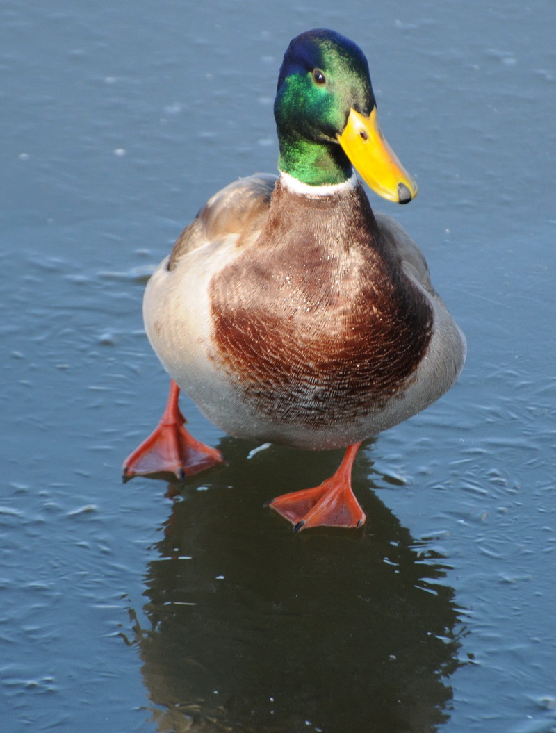 A Wandering Naturalist Ontario Ducks on Ice