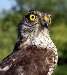 sparrowhawk male juvenile bird another