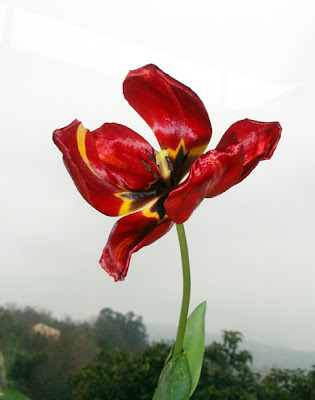 Tulipán marchito