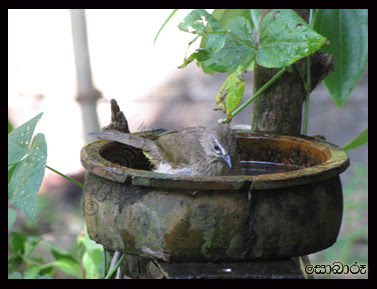 WaterPot.jpg