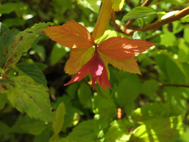 Red, orange, yellow and blotched leaves on a bush.