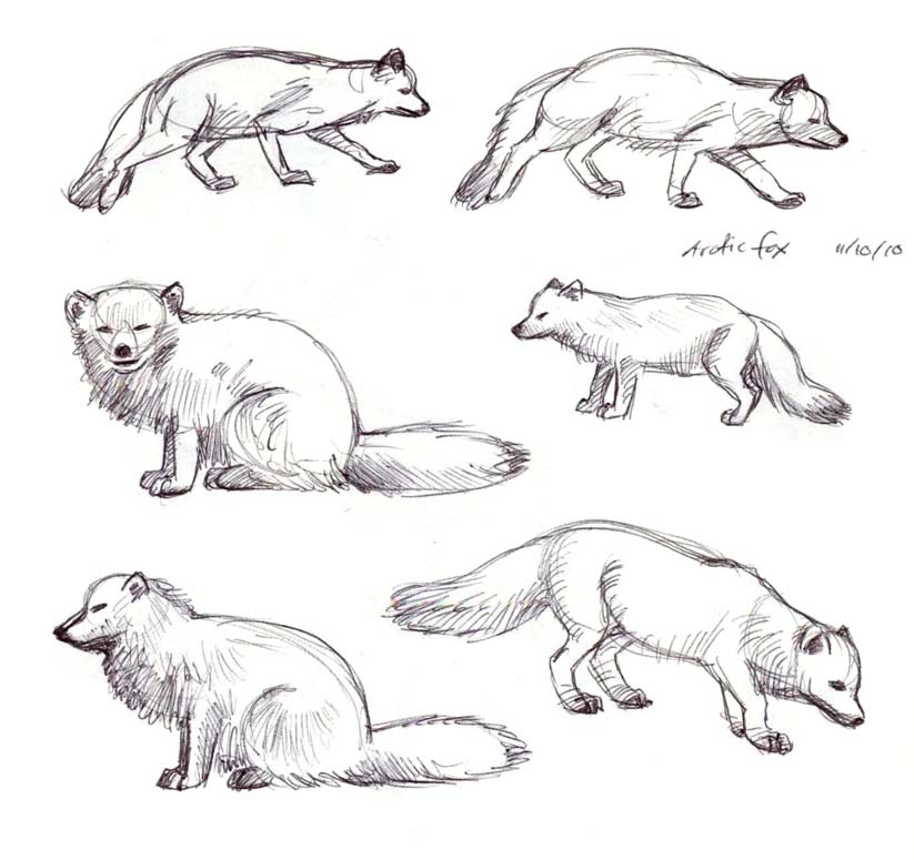 Art by Jeane Nevarez: arctic fox