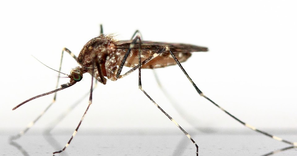 Kleine Stechfliegen