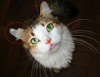 Etapa do método CED, marcação na orelha de gatos não se configura mutilação