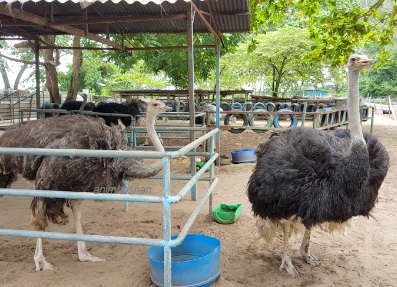 Anim Agro Technology Ternak Burung Unta Lumayan