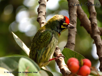 Coppersmith barbet - Megalaima haemacephala