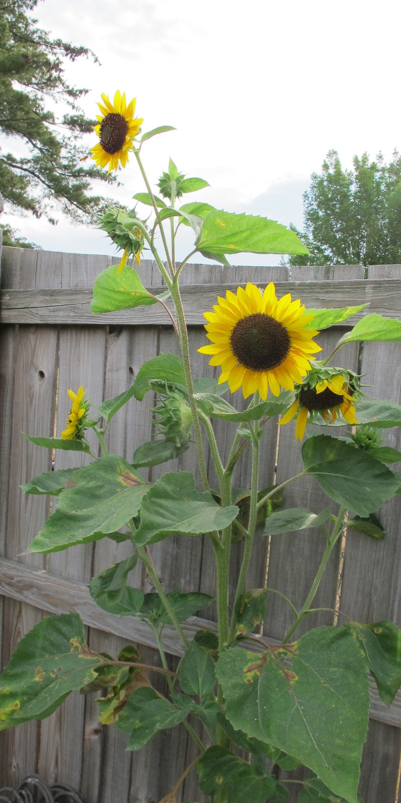 Garden Bloggers' Bloom Day July 2012
