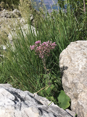 Adenostyles alpina – (Cavolaccio alpino).