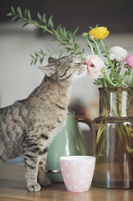 water fountains for Cats