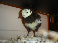 The Full Moon Chick